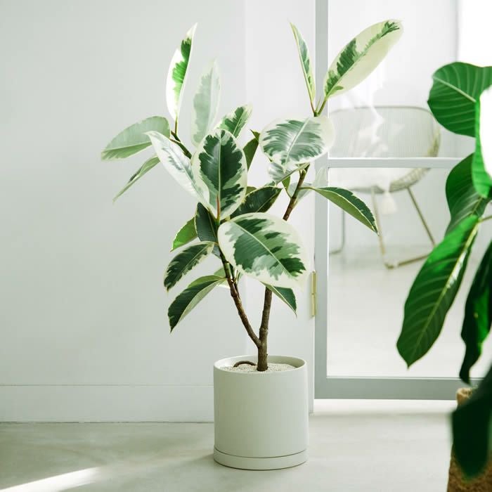 KINTO プラントポット 200×195mm